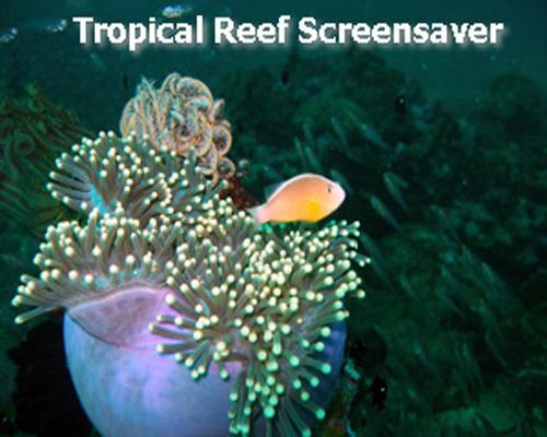 coral reef wallpaper. coral reef screenfish Most