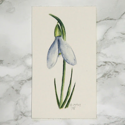 Snowdrop watercolour sketch