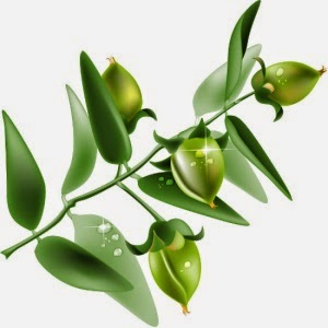 Jojoba