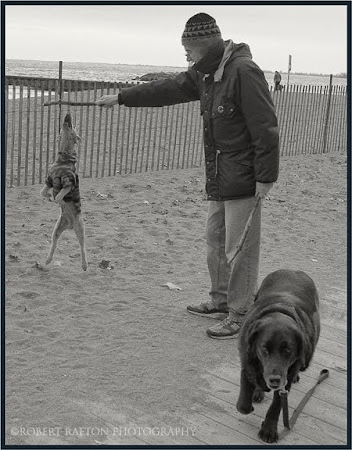 Contrasting Dogs, Toronto photographer Robert Rafton