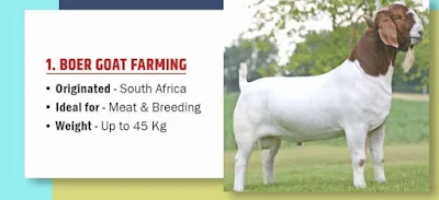 top goat breeds