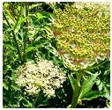 Angelica herb image