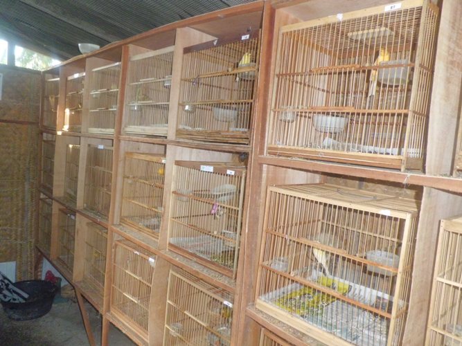 Senandung burung: JUAL KENARI BORONGAN