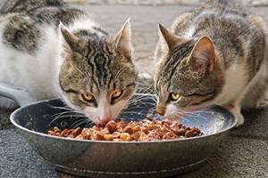 Kucing Tidak Boleh Makan Apa Saja