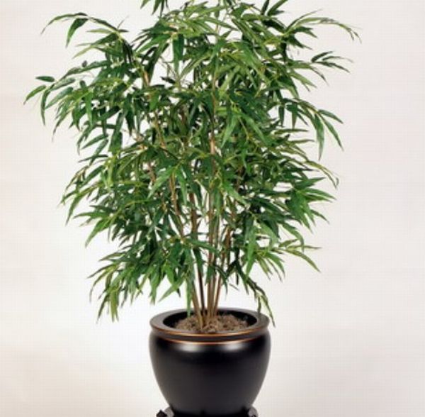 Bamboo Indoor Plants5