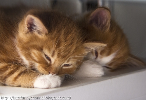 Two cute sleeping kitten.