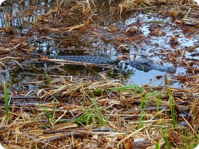 alligator