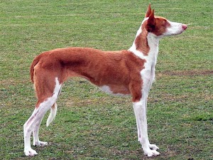 Ibizan Hound is an Intelligent, Active, and Even-tempered Dog Breed