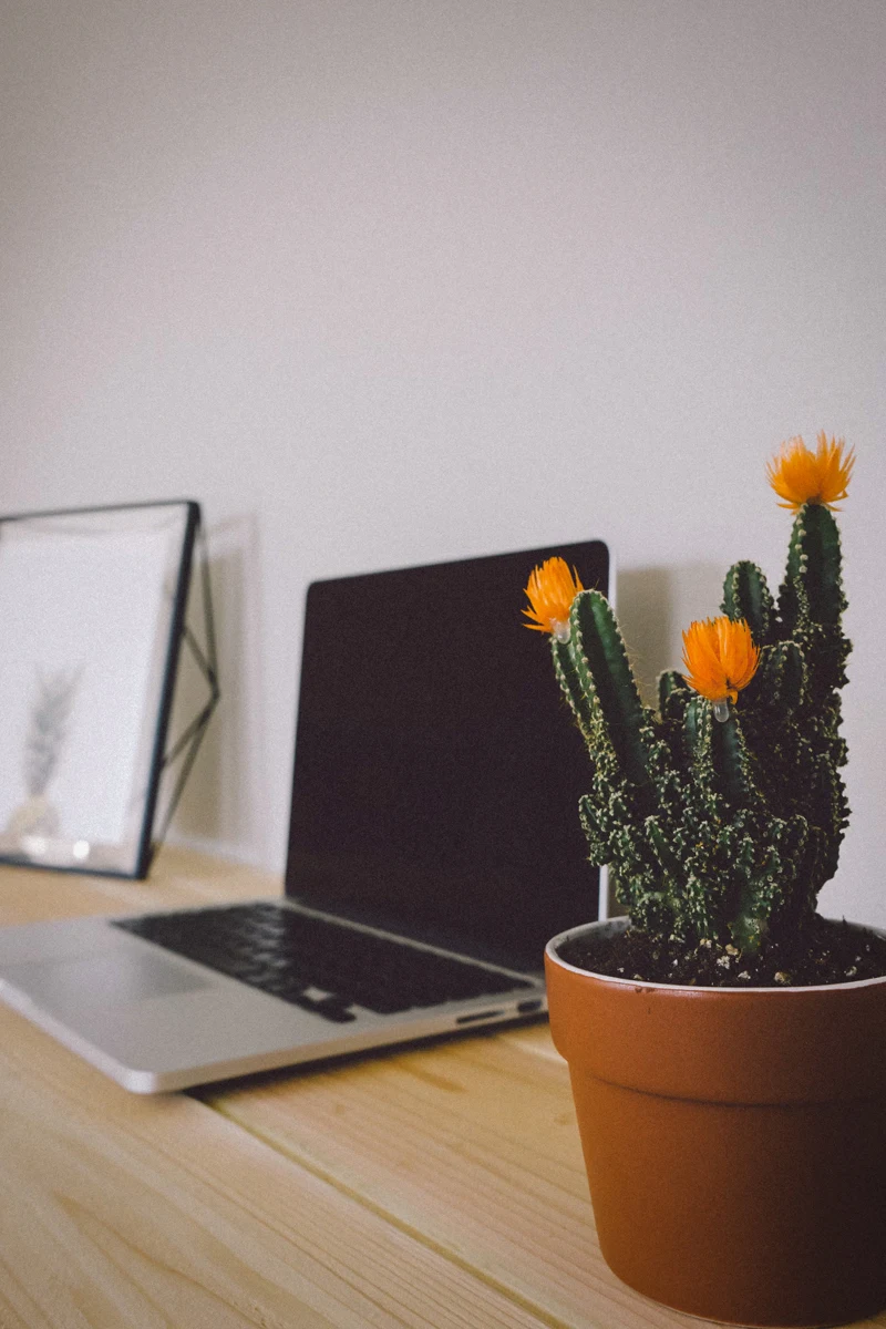 a cute cactus on a desk close to a laptop