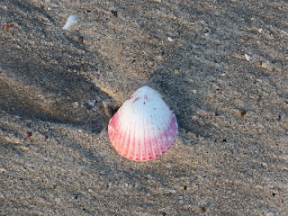 Coquillages du Panama