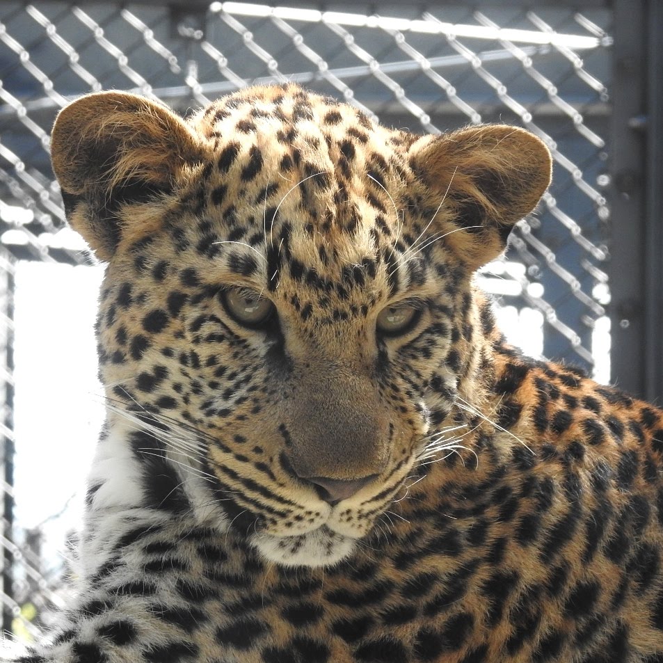 祝 ヒョウのサナ１歳になりました