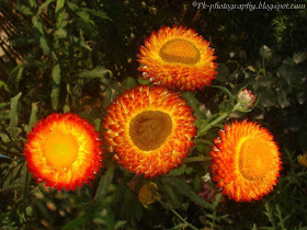 Strawflower pic