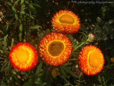 Strawflower pic