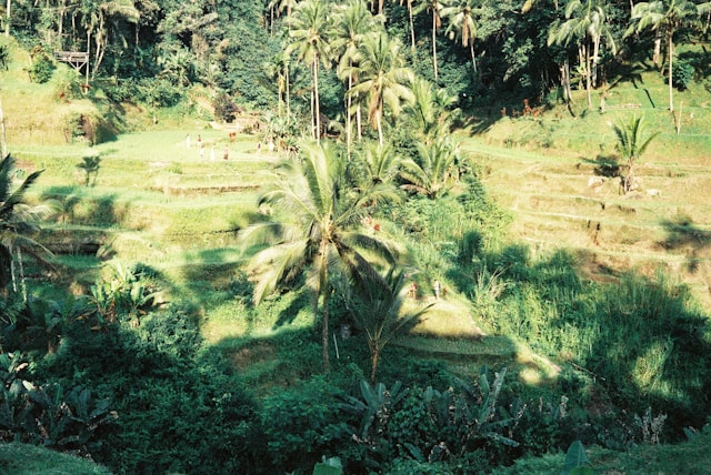 Tegalalang rice terraces