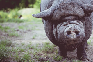 A black kune kune pig in a grass pasture facing the camera.  