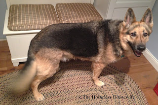 dog de-shedding, german shepherd