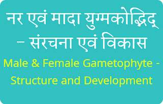 नर एवं मादा युग्मकोद्भिद् - संरचना एवं विकास ( Male & Female Gametophyte - Structure and Development )