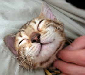 Funny cats - part 86 (40 pics + 10 gifs), kitten enjoys chin scratch