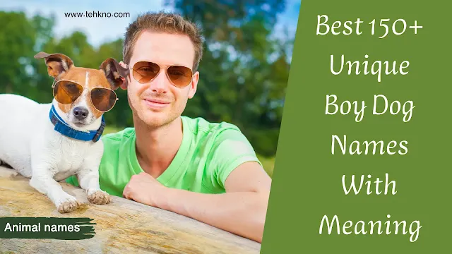 Best 150+ Unique Boy Dog Names With Meaning