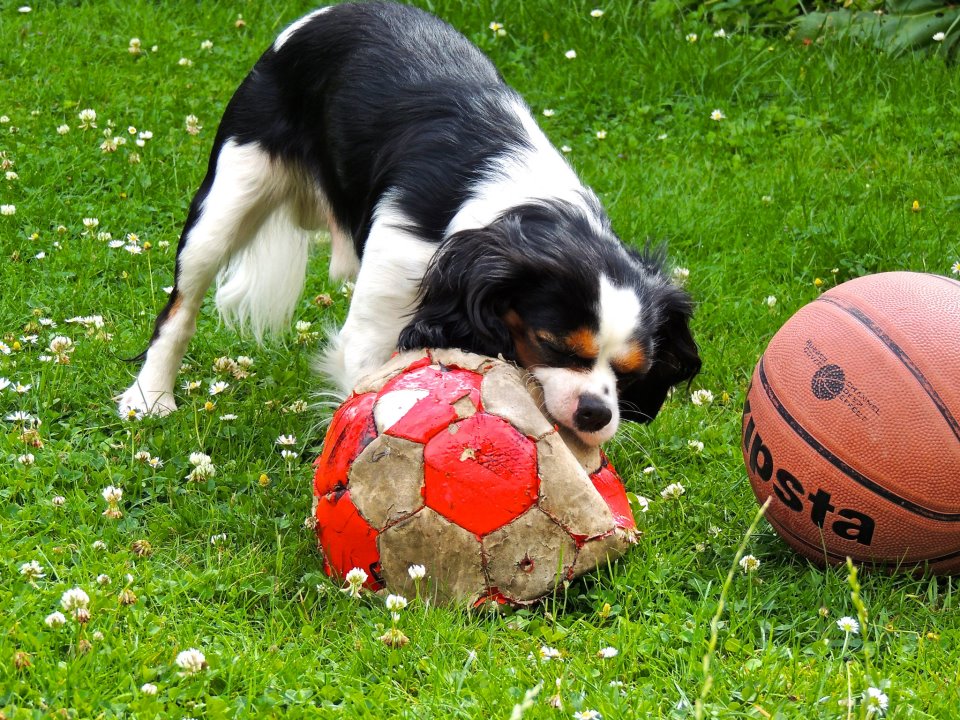 Origami comment faire un chien en papierOrigami Loisirs Jeux