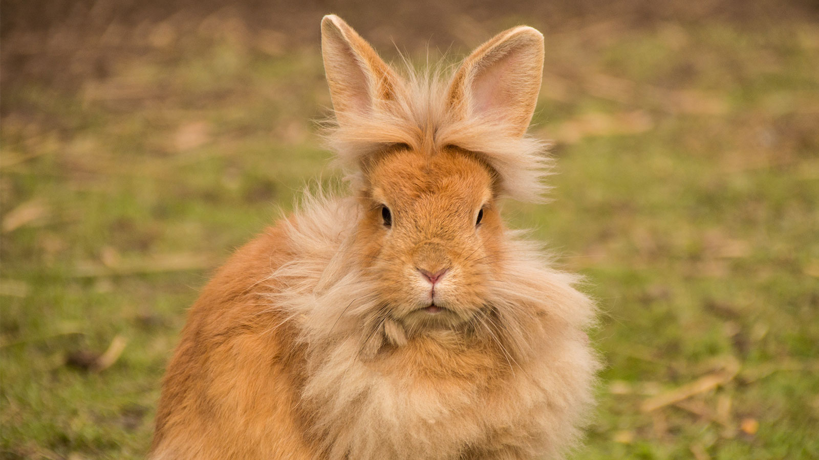 a Lionhead rabbit