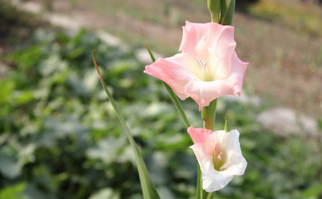 Gladiolus Flowers Pictures