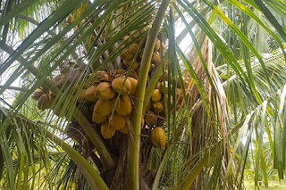 Tender Coconut Suppliers in Bangalore