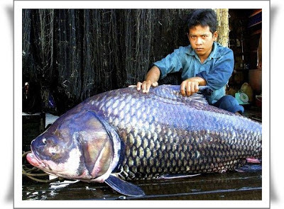 ikan paling besar di dunia