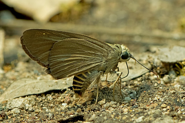 Badamia exclamationis the Brown Awl butterfly