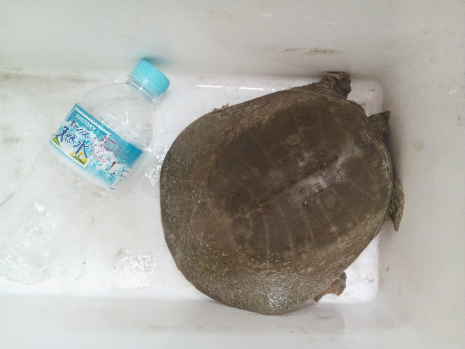 釣りガサブログ 天然スッポンを喰らう 解体編