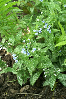 Pulmonaire à longues feuilles - Pulmonaria longifolia