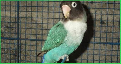 Jenis Burung Lovebird Biru Cobalt