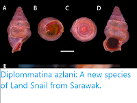 https://sciencythoughts.blogspot.com/2019/06/diplommatina-azlani-new-species-of-land.html