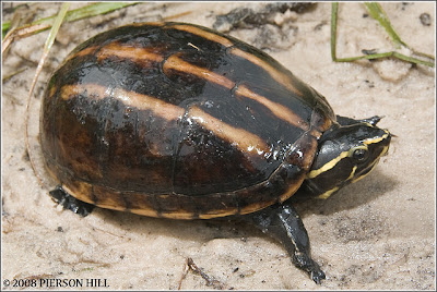 Tortuga rayada del fango Kinosternon bauri