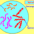 Spirochetes and Spirilla