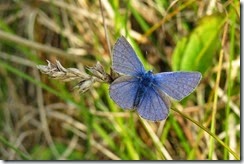 Common Blue