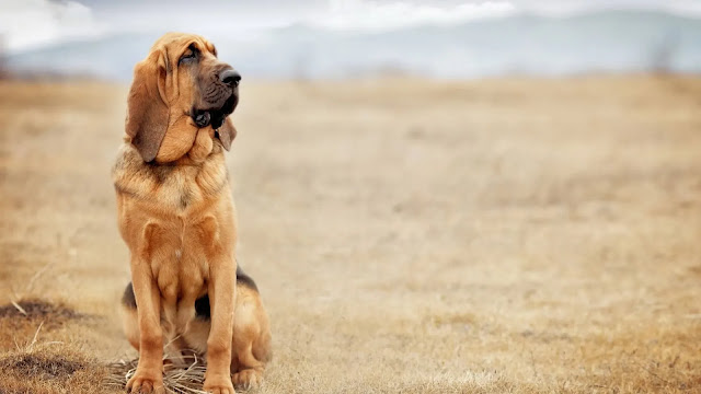 Bloodhound