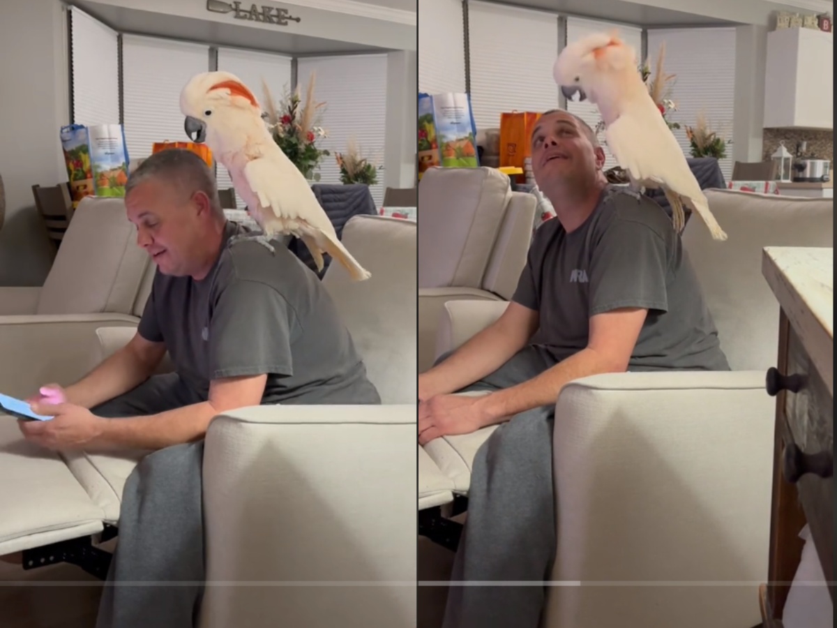 Cockatoo Gets Mad at Owner