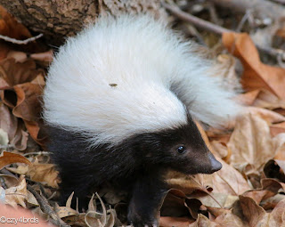 Hog-nosed skunks learn all what you need from skunks about types, informations and description
