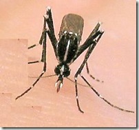 aedes_albopictus