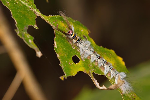 Caterpillar