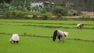 Rice Becomes Less Nutritious as CO2 Levels Rise