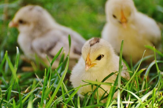 Poultry Farming (मुर्गी पालन)