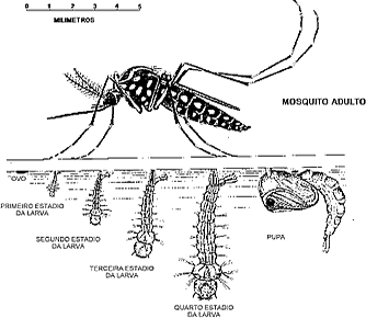 Aedes_Aegypti - ciclo de vida