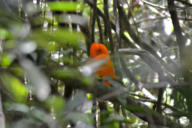 Guyane, Sentier, Kaw, Coq-de-roche, randonnée