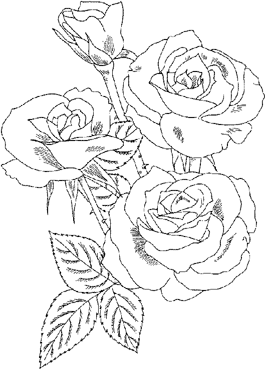 Roses Flower Coloring Pages