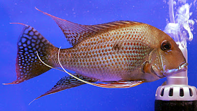 firemouth cichilid