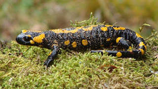 Salamandra salamandra DSC24052