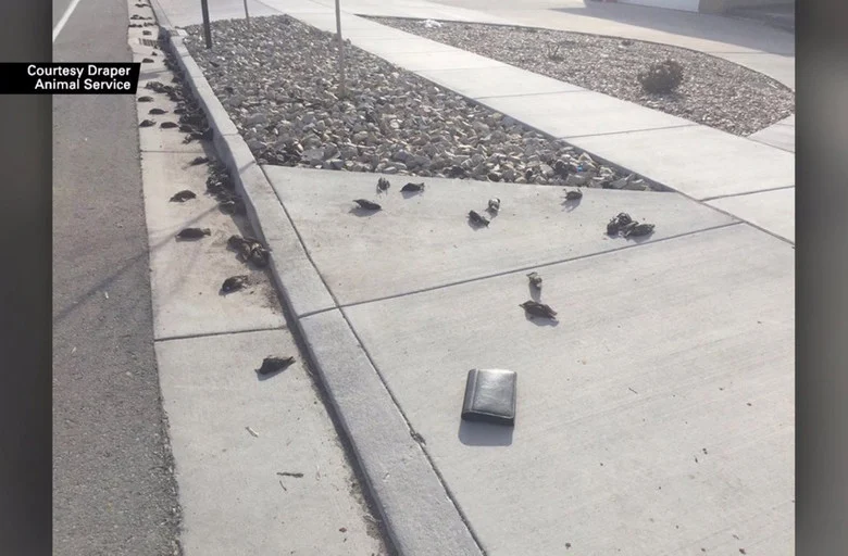 Hundreds of dead birds suddenly fell from the sky in Utah-1