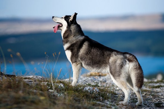 Siberian Husky Photos